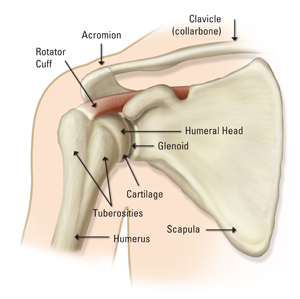 Omuz ekleminin anatomisi - genel bakış